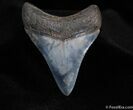 Inch Megalodon Tooth - Stunning Color! #90-1